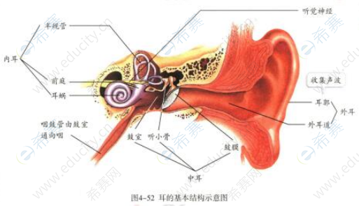 2019下半年初中生物教师资格面试真题第二批