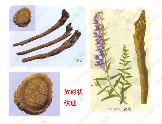 执业中药师考试考点之黄芩