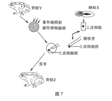 胞核;之后取出蝌蚪上皮细胞的细胞核植人去核的青蛙卵细胞;最终这颗卵