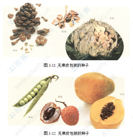 裸子植物和被子植物png