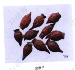 金樱子.png