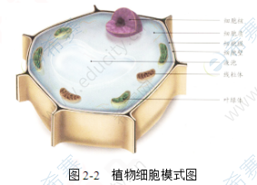 植物细胞的基本结构.png