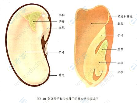 种子的结构.png