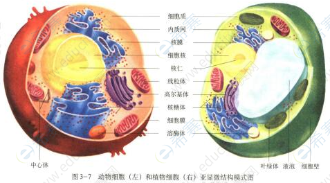 生物动物细胞结构图图片