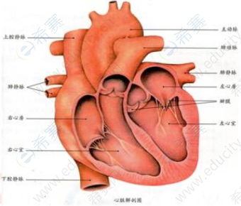 心脏的结构.png