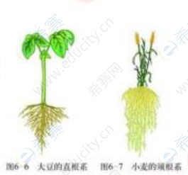 植物的根系.png