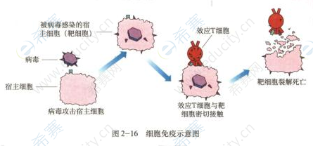 细胞免疫.png