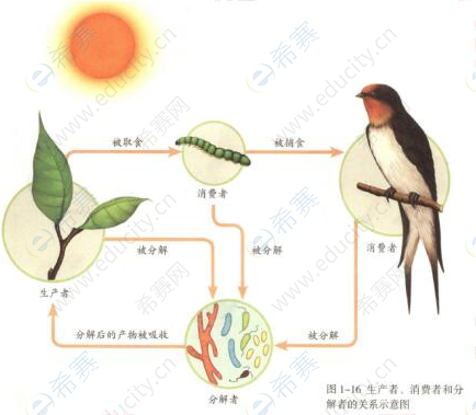 生态系统的组成.png