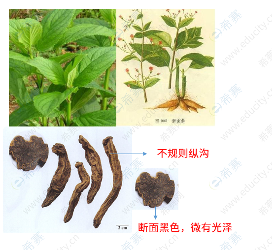 铁皮石斛生存环境_铁皮石斛生活环境_铁皮石斛生长环境及地区