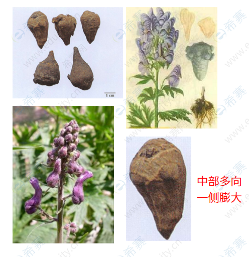川乌 植物图片图片