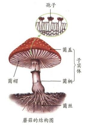 蘑菇的基本结构图图片