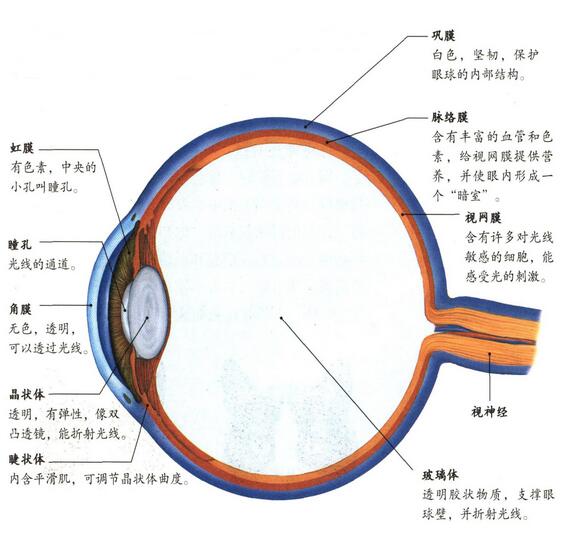 眼球的基本结构和功能图片